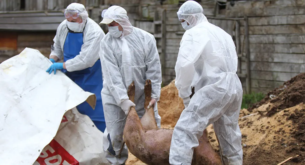 Focar de pestă porcină intr-o comuna din Olt. 13 porci sacrificati astazi
