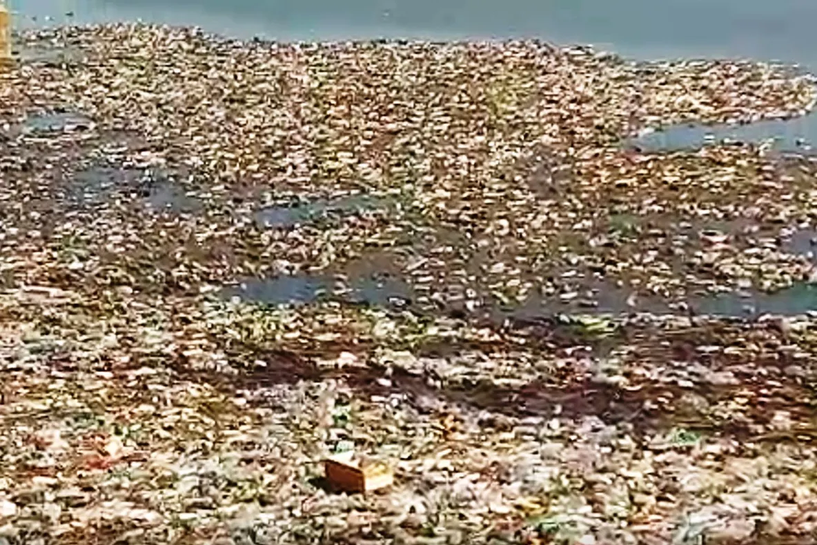 Dezastru ecologic. O insulă de PET-uri zace în mijlocul râului Olt, de mai bine de o lună (VIDEO)