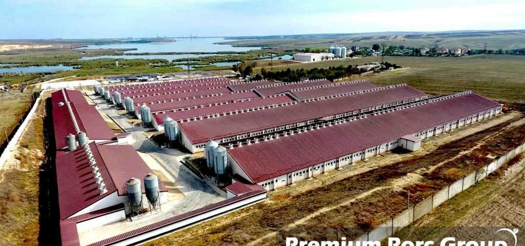 Reprezentantul unei ferme de porci din Olt: „Am crescut gradul intern de alertă”
