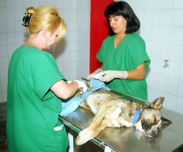 O nouă campanie de sterilizare gratuită a câinilor cu stăpân, la Slatina