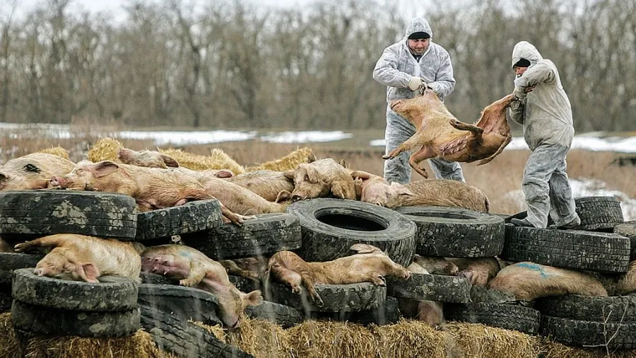 Oile și caprele, amenințate de pestă. Veterinarii din Olt sunt în alertă