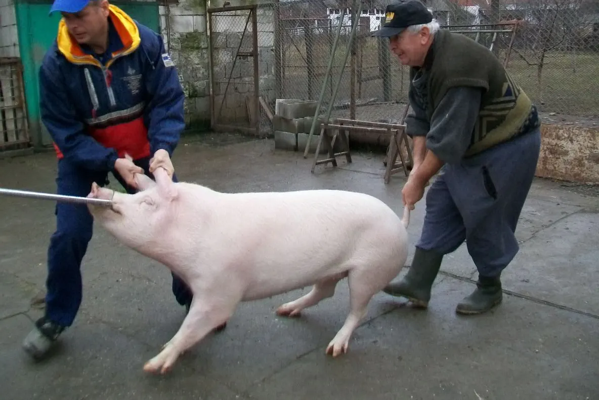 Decizie drastică luată de autorităţi în cazul focarului de pestă porcină de la Cilieni-Olt