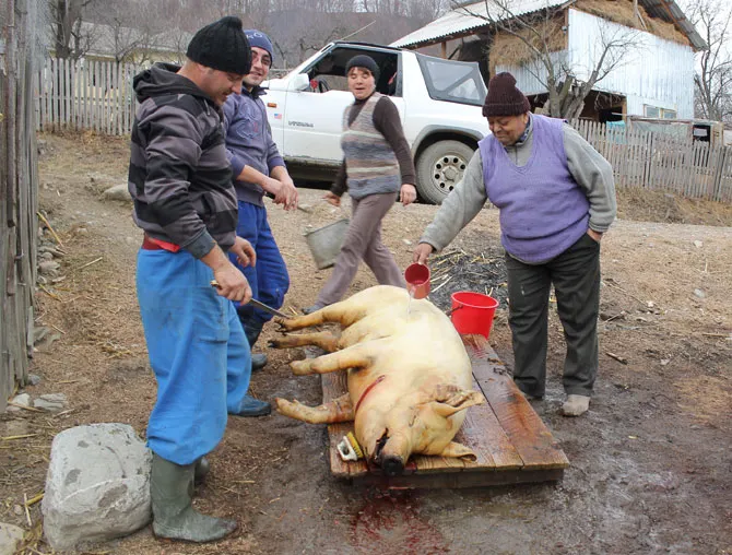 La Rusănești Crăciunul a venit mai devreme. 90% din porci, tăiați de frica pestei
