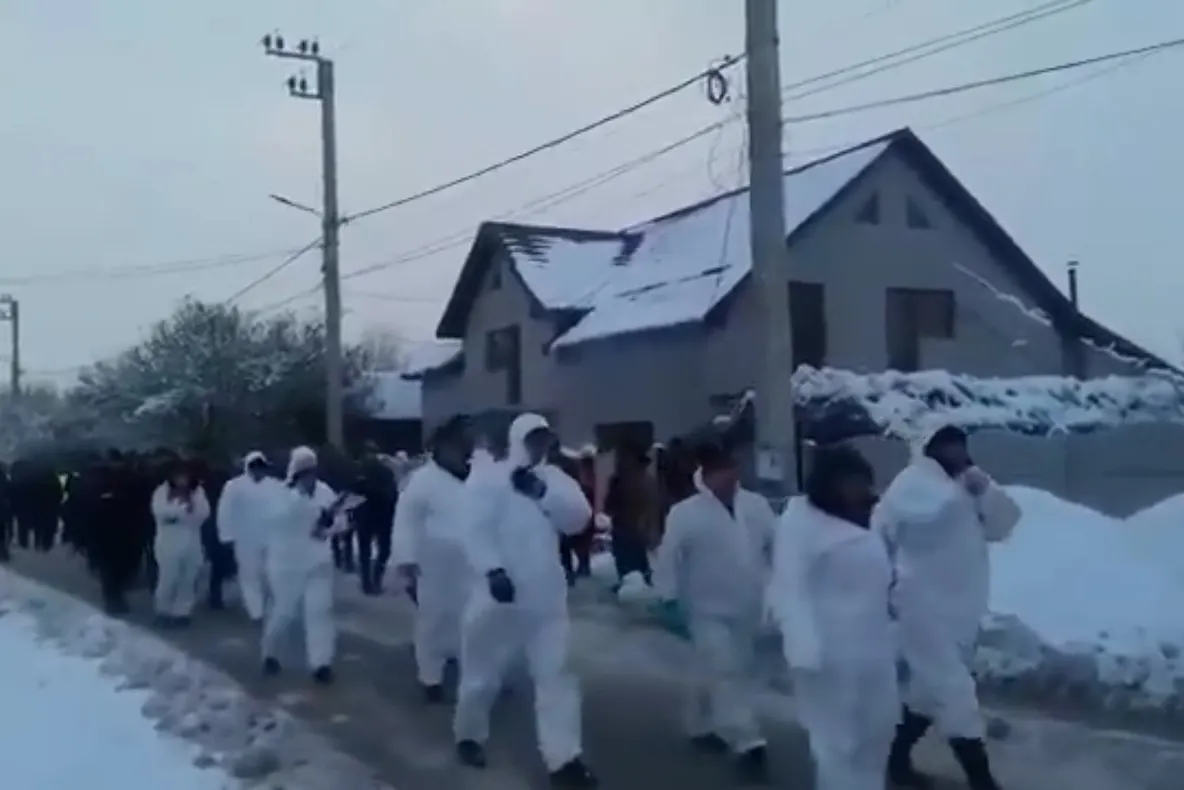 O nouă suspiciune de pestă porcină africană în comuna în care au fost ucişi aproape 600 de porci