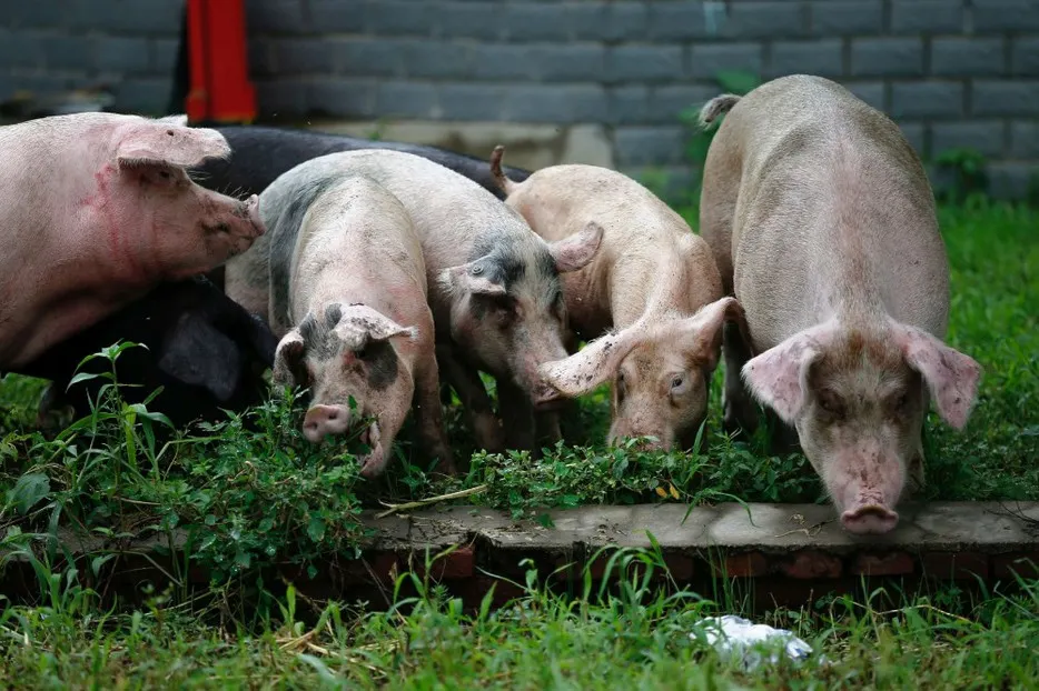 Pesta porcină în trei gospodării din Rusănești. Un porc a fost sacrificat, iar carnea de la alți doi a fost ridicată de veterinari