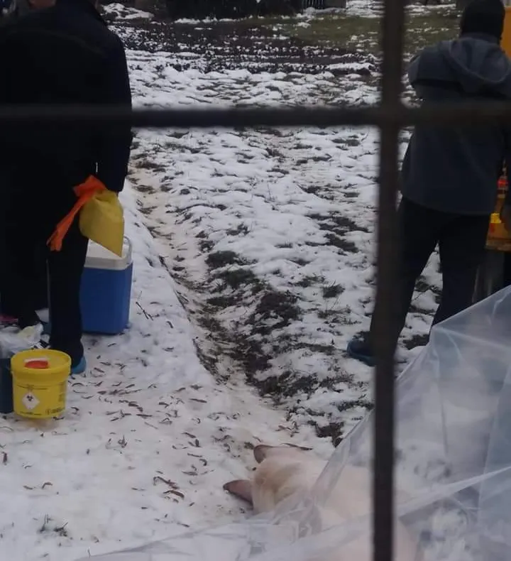 O nouă suspiciune de pestă porcină. Porcul bolnav, îngropat în gospodărie - VIDEO
