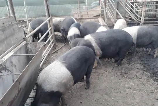 Sancțiune penală pentru cetățeanul din Rusănești care și-a ascuns porcii la stână. Veterinarii au mai găsit un animal cu pestă, îngropat