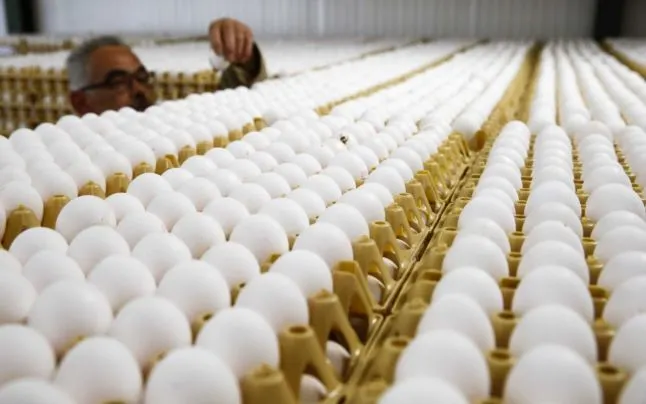 Fipronilul, prezent în continuare în ouăle produse la ferma din Scornicești. Ce se va întâmpla cu zecile de mii de păsări