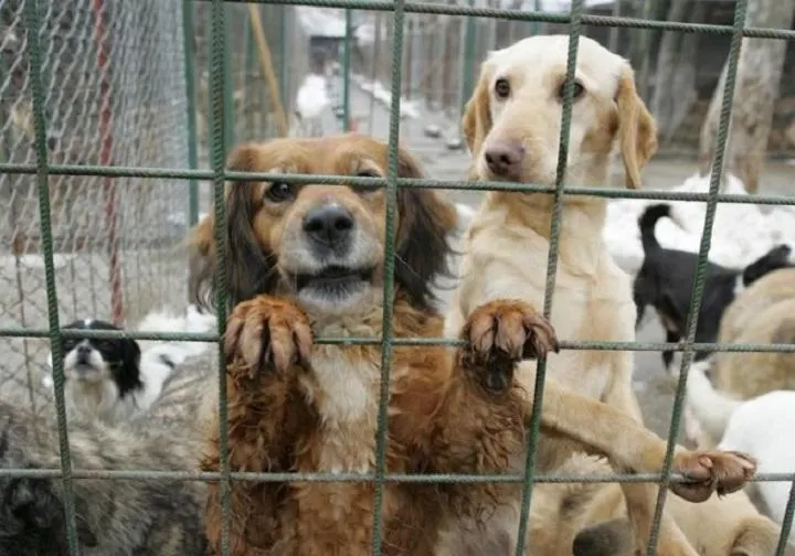 Târg de adopții la adăpostul de câini din Slatina