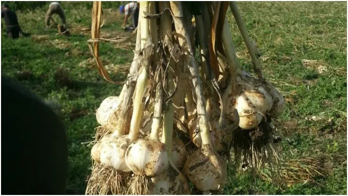 Usturoi oltenesc în supermarketuri. Două cooperative din județ vor să cultive un soi românesc pe cel puțin 30 de hectare
