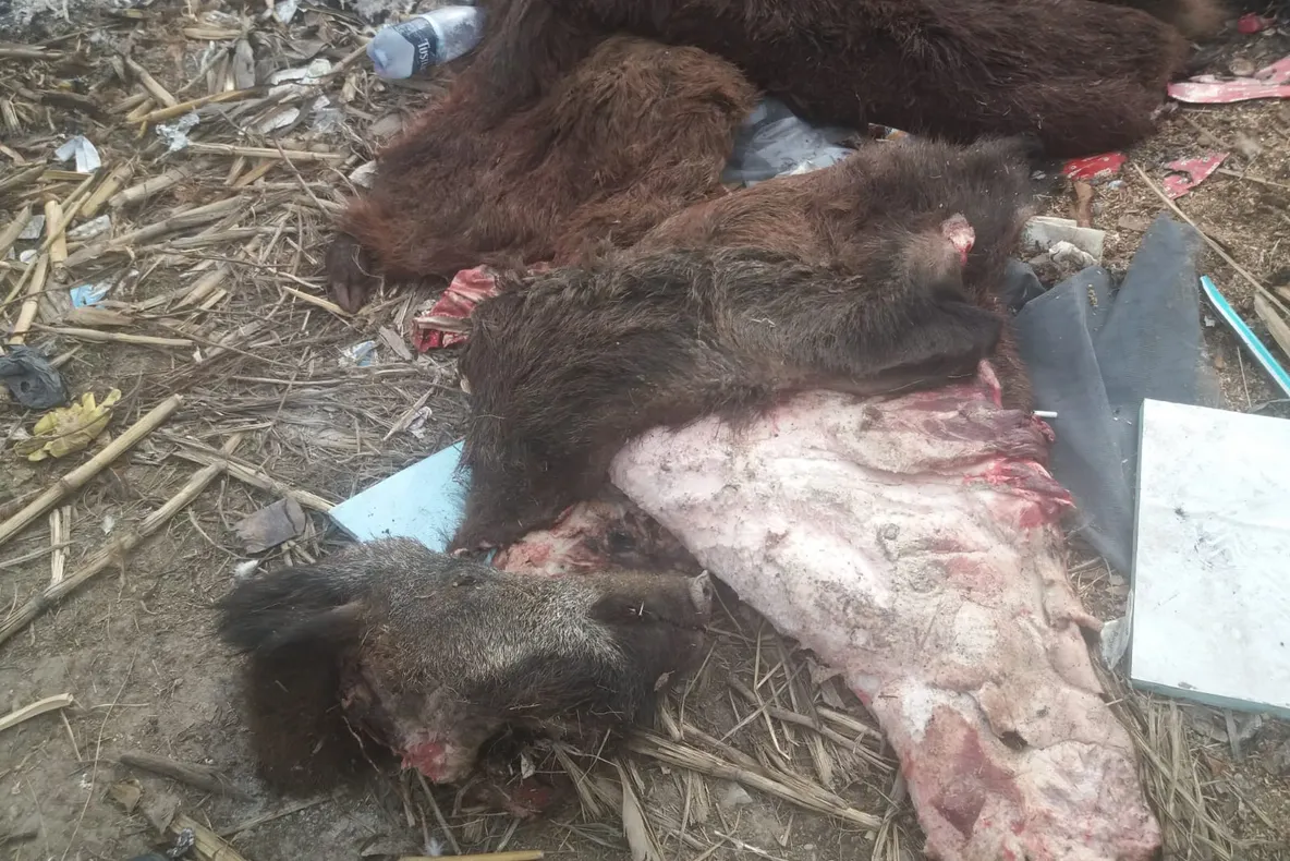 Resturi de porci mistreți, aruncate într-o groapă de gunoi din Potcoava