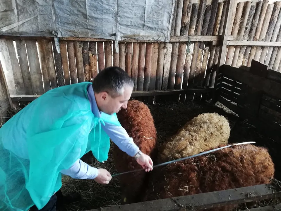 Porcii Bazna și Mangalița crescuți în Olt s-au blocat la abator. Ce spune primul fermier înscris în program