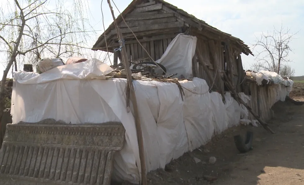 Pesta porcină de la Șerbănești, anchetată și de Poliție. Se iau în calcul două ipoteze