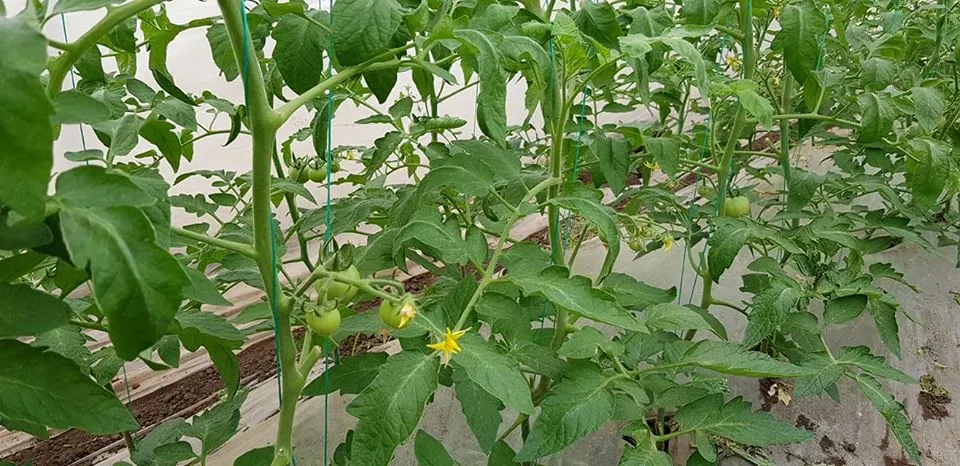 Un legumicultor din Obârșia va scoate pe piață primele roșii oltenești. Oltul e pe primul loc la „Programul tomata”/ FOTO