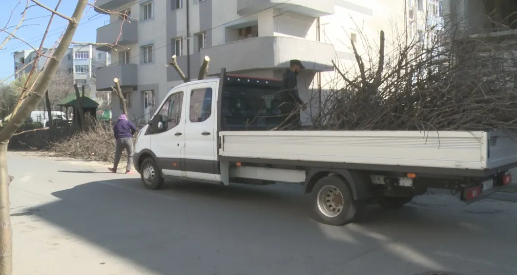 Slatina: campania de toaletare a copacilor, la final. Ce plan au angajații firmei de spații verzi