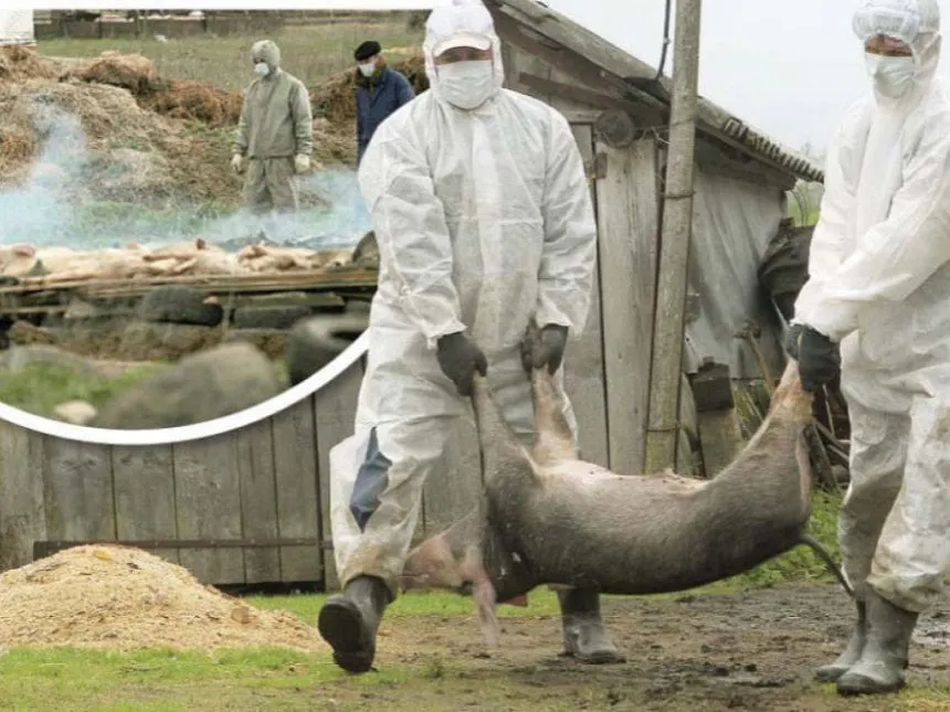 Pesta porcină se extinde în mai multe comune de pe Valea Oltului. Noi focare, confirmate de veterinarii olteni