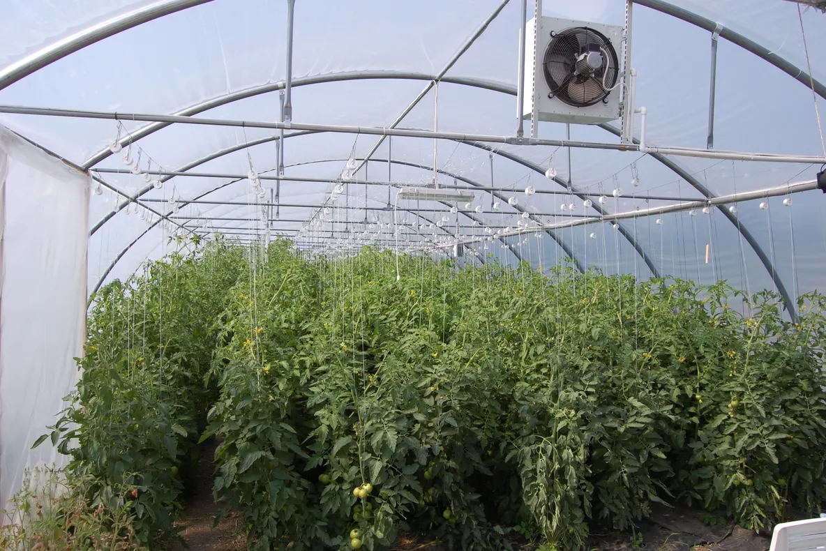 Sute de legumicultori din județ vor produce roșii în solarii, până în luna decembrie