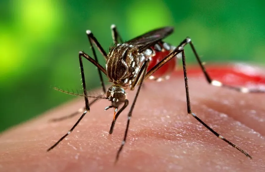 Doi bărbați din Olt, infectați cu virusul West Nile