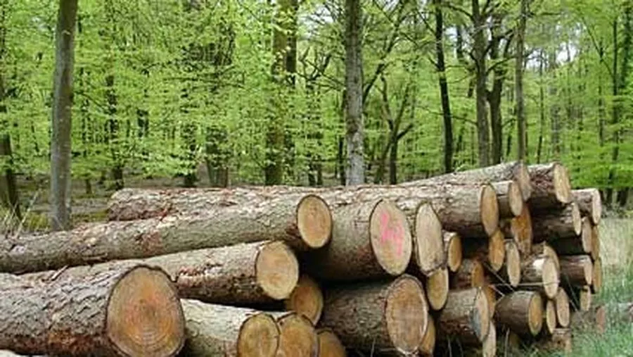 Lemne de foc direct din pădure. Ce ofertă are Direcția Silvică