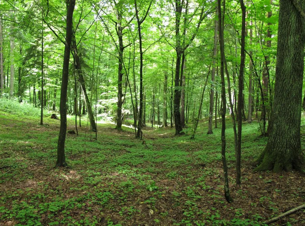 Mai multă pădure în Olt. Sudul câștigă cele mai mari suprafețe