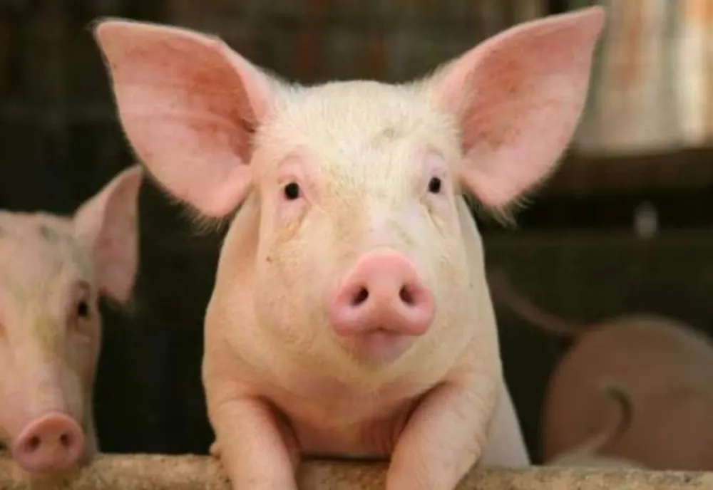 Focare de pestă porcină, în trei localităţi din judeţul Olt