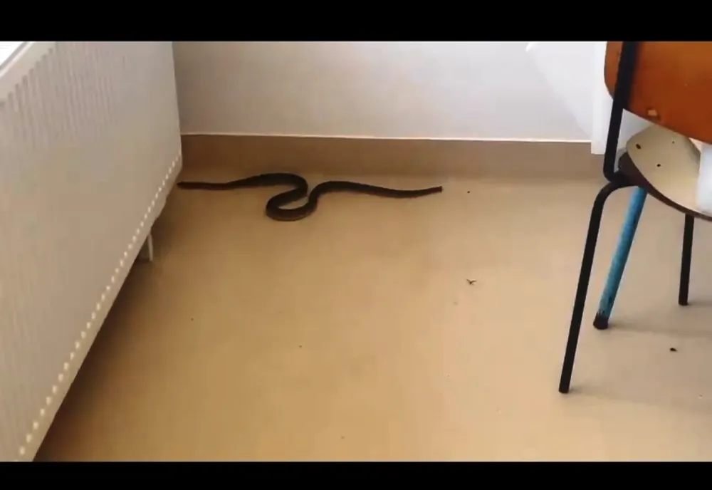 Şarpe filmat într-un spital din Olt (VIDEO)
