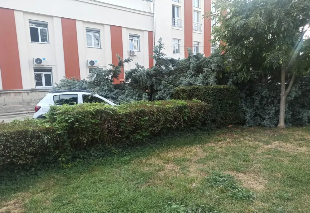 Un brad a căzut peste o mașină parcată în fața Spitalului Județean de Urgență