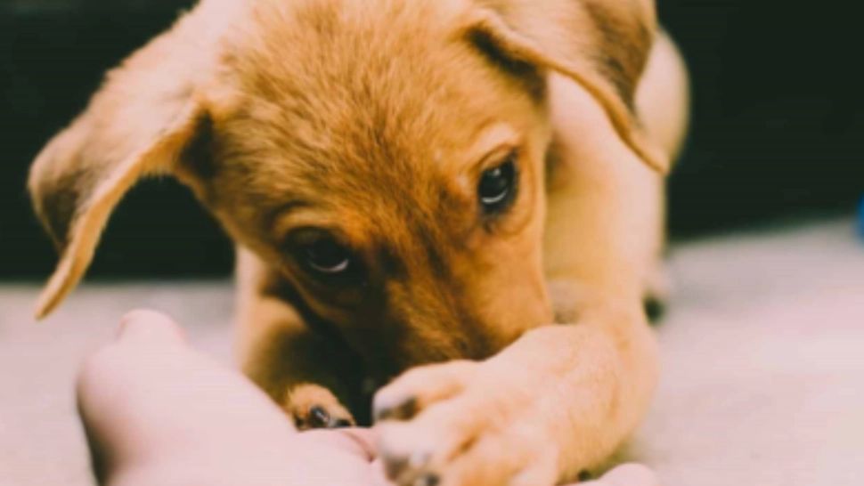 Cruzime fără margini în Olt. Doi indivizi sunt cercetaţi după ce au legat un câine de un copac și l-au lăsat să moară