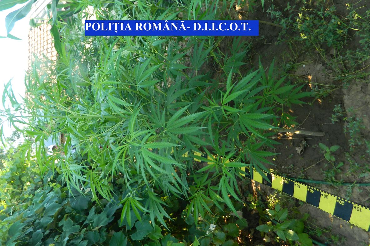 Zeci de plante de cannabis, găsite într-o comună din Olt. DIICOT a reţinut patru persoane pentru trafic de droguri