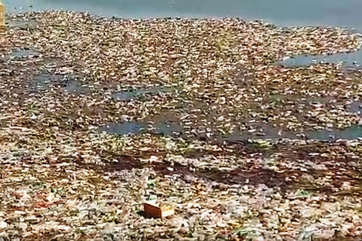 Dezastru ecologic. O insulă de PET-uri zace în mijlocul râului Olt, de mai bine de o lună (VIDEO)