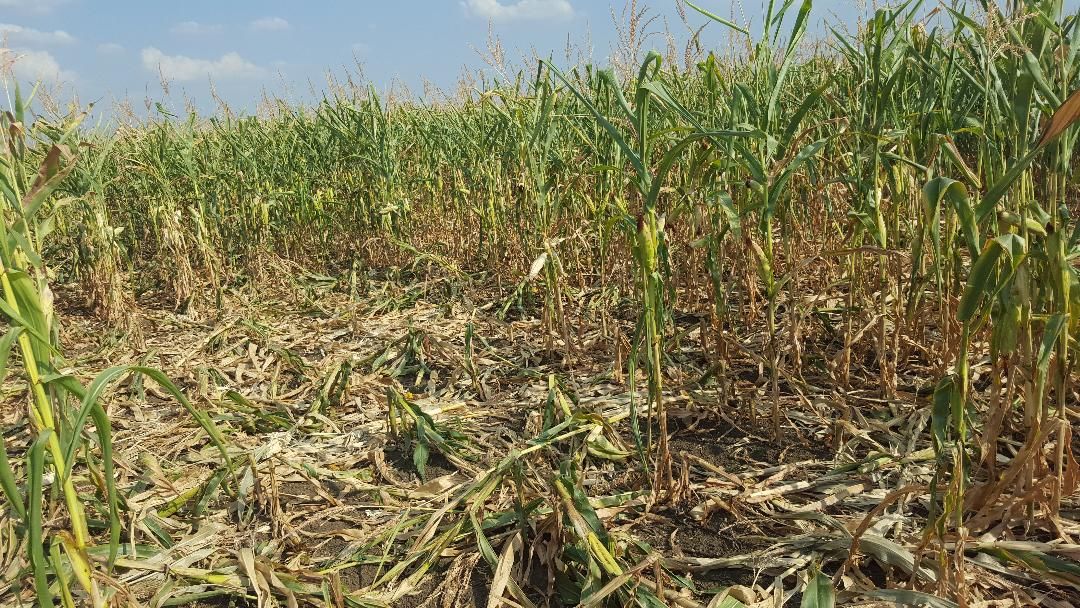 Mistreții fac prăpăd la Poboru. Agricultorii dau în judecată Ministerul Mediului