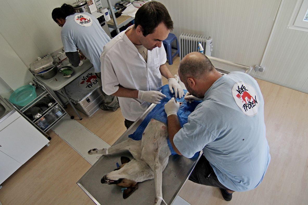 Campania de sterilizare a câinilor cu stăpân din Slatina, prelungită