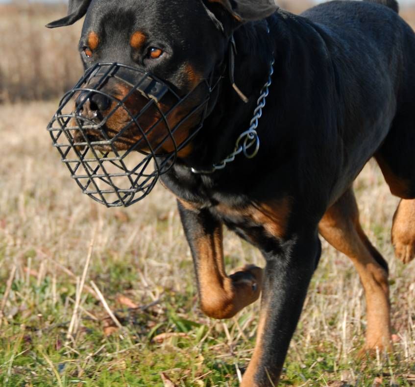 Zeci de câini agresivi, în Slatina