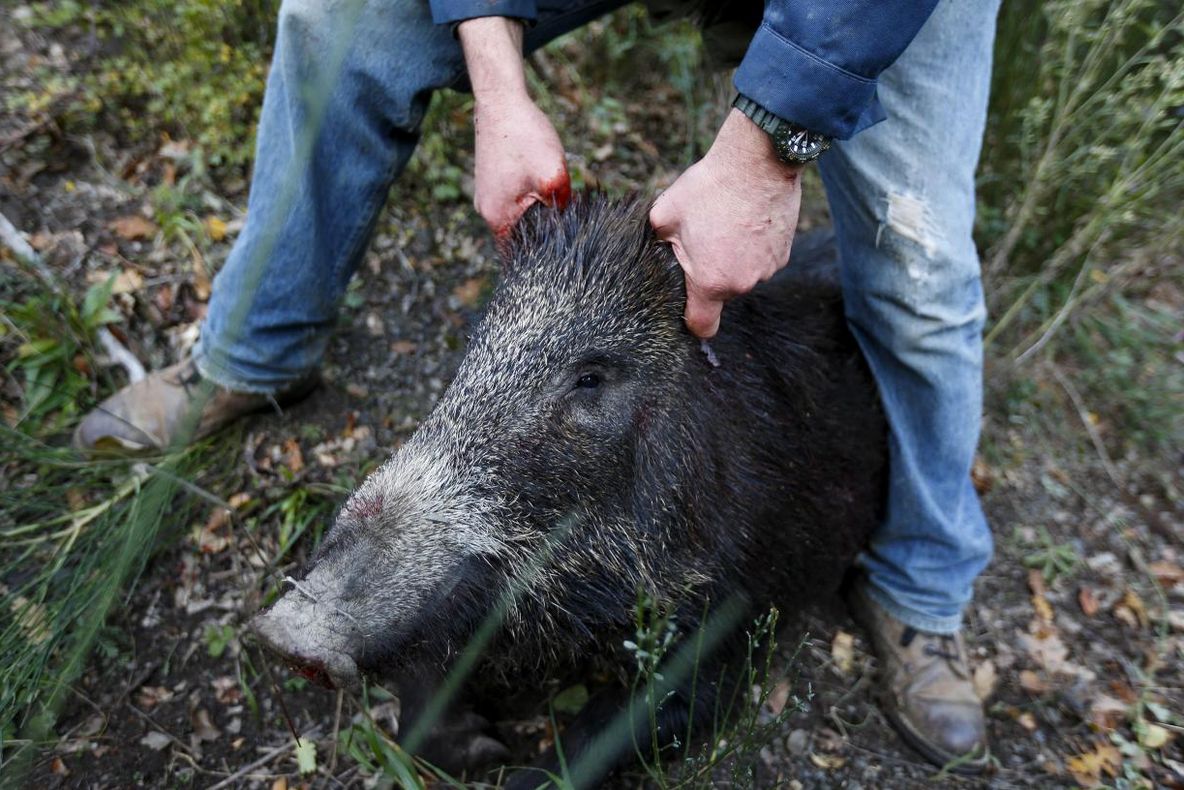 Un caz de pestă porcină, confirmat la granița județului Olt cu Teleorman