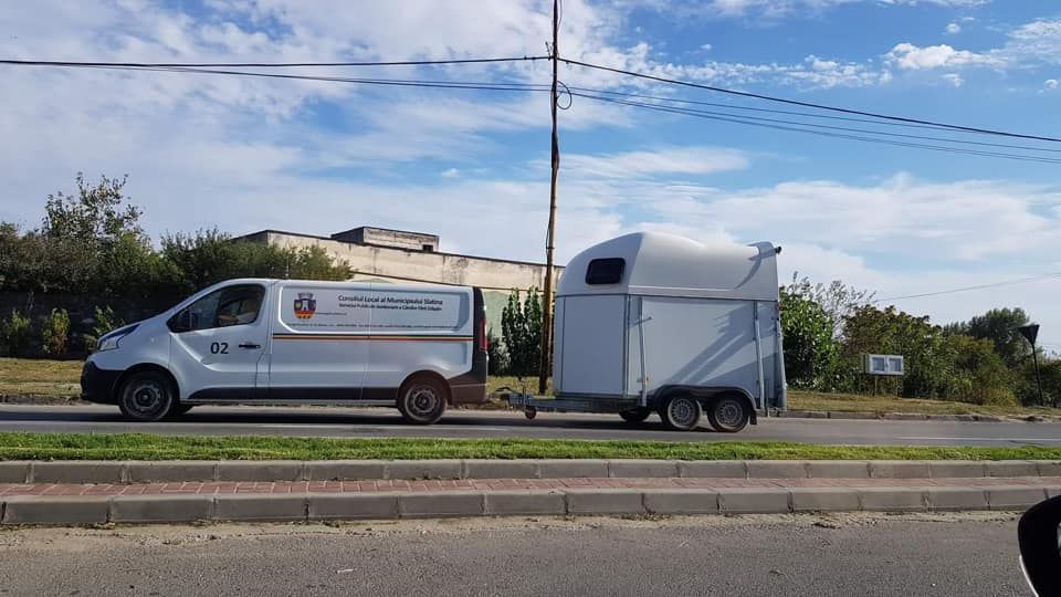 INEDIT. Hingherii din Slatina au capturat şi peste 20 de cai şi vaci. 100 de lei, taxa pentru recuperarea animalului lăsat liber pe stradă