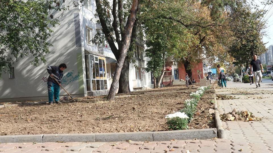 Pregătiri de primăvară. Se plantează mii de bulbi de narcise, zambile și lalele