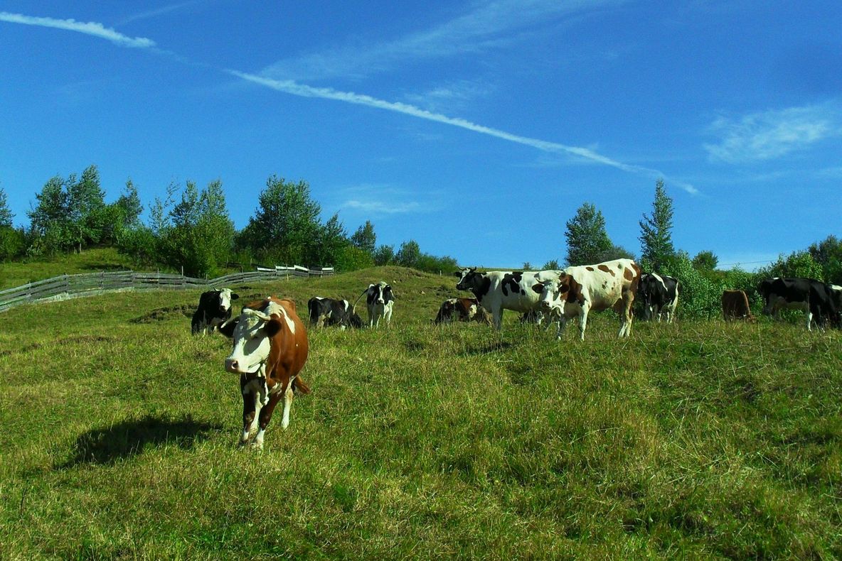 Vacile unei mănăstiri din Olt au murit. „Au mâncat, probabil, ceva produse cu vreo substanţă toxică“