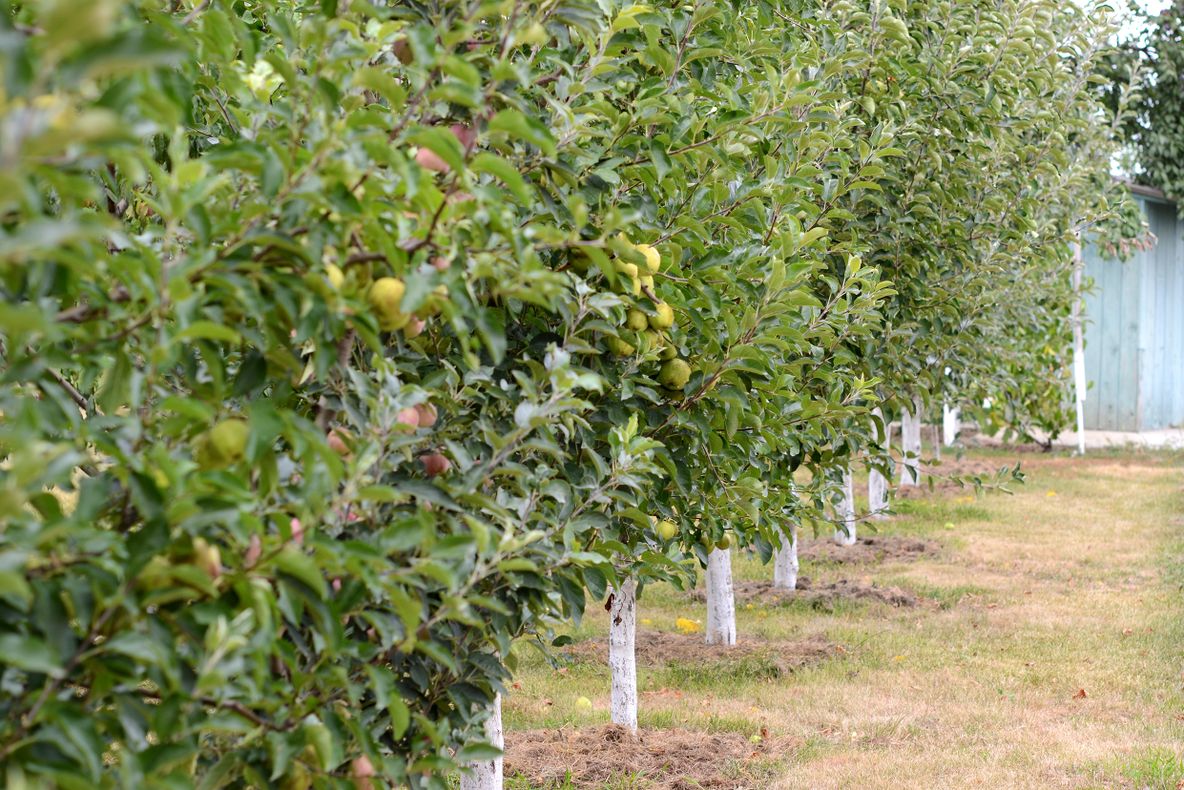 Olteni de la sat, antreprenori pe fonduri europene. Ei își vor prezenta afacerile în cadrul unor vizite organizate de AFIR