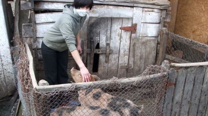Încă un caz de pestă porcină la Rusănești. Un cioban a adus virusul periculos în sat