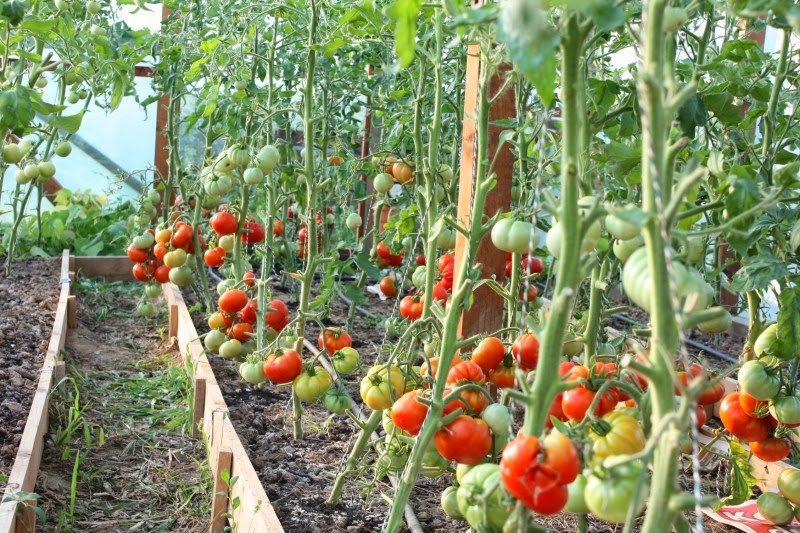 Legumicultorii olteni, primii la subvențiile pe tomate