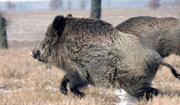 Patru mistreți găsiți morți la Dăneasa. Veterinarii au plecat să ia probe