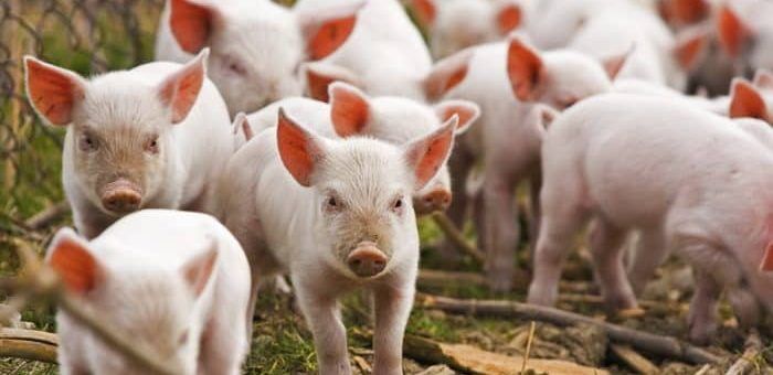 Anchetă în gospodăria asistentei veterinare din Osica de Sus. Trei porci eliminați, doi morți de pestă