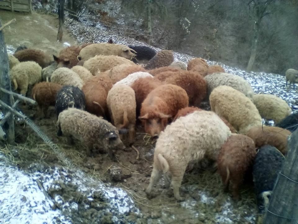 Purceii gratuiți Bazna și Mangalița, râvniți de sute de olteni. Cererea, mult mai mare decât oferta