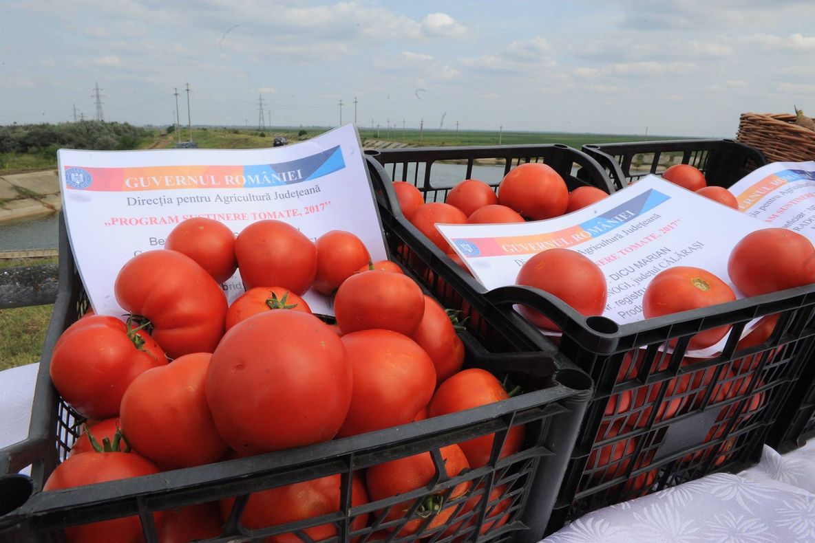 Peste 14 milioane de euro au intrat în contul oltenilor care au accesat „Programul de tomate”