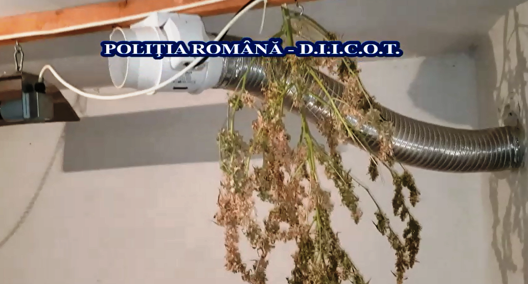 Judecătorii au luat o HOTĂRÂRE cu privire la traficanţii de cannabis din Caracal