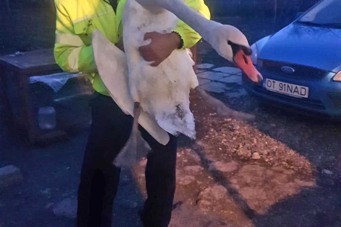 FOTO - Un polițist cu suflet mare. A salvat o lebădă prinsă într-o capcană și a eliberat-o