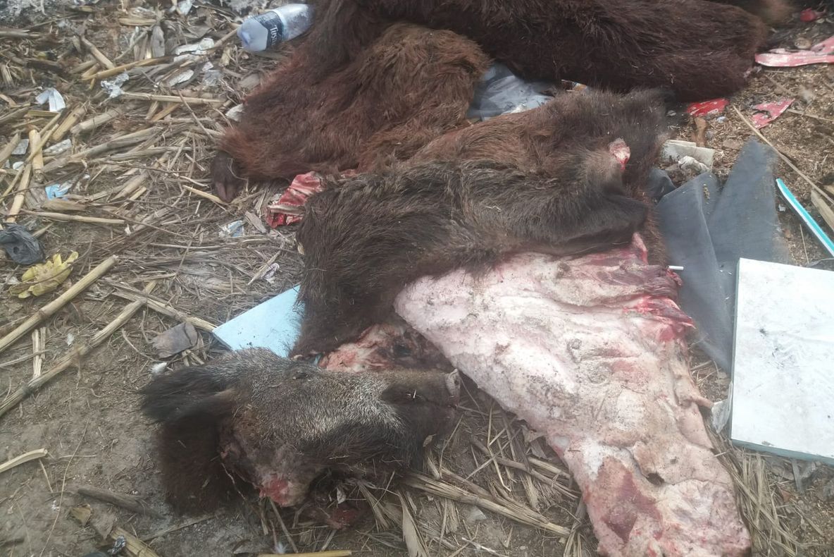 Resturi de porci mistreți, aruncate într-o groapă de gunoi din Potcoava