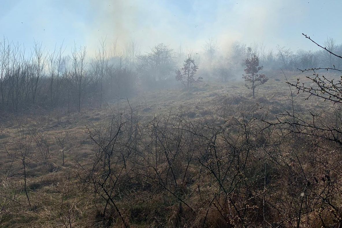O pădure din Olt, aproape de a fi distrusă de un incendiu. Pompierii au intervenit  - FOTO