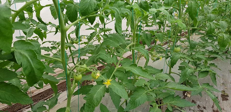 Un legumicultor din Obârșia va scoate pe piață primele roșii oltenești. Oltul e pe primul loc la „Programul tomata”/ FOTO