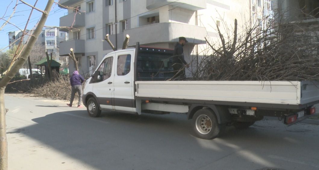 Slatina: campania de toaletare a copacilor, la final. Ce plan au angajații firmei de spații verzi